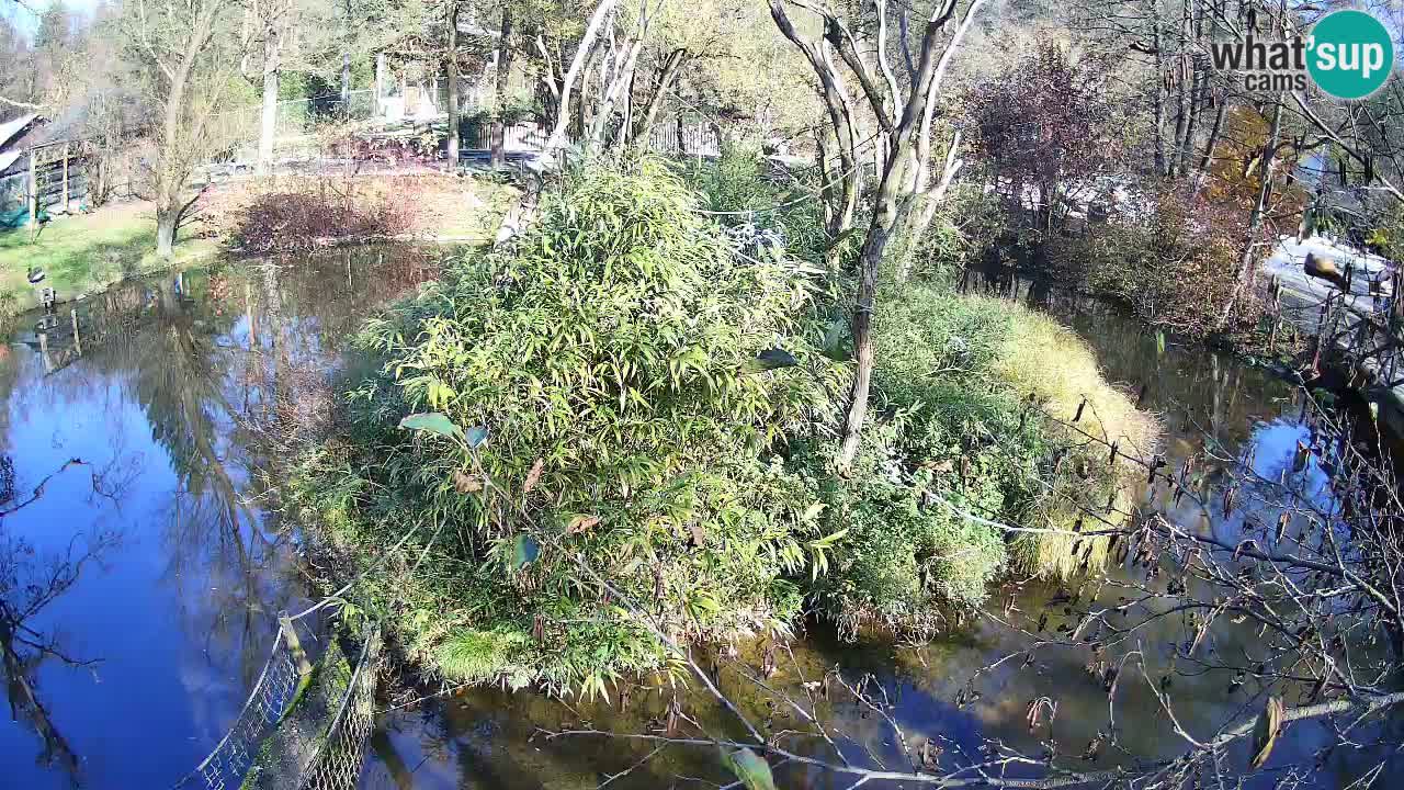 Zlatolični gibon živalski vrt Ljubljana