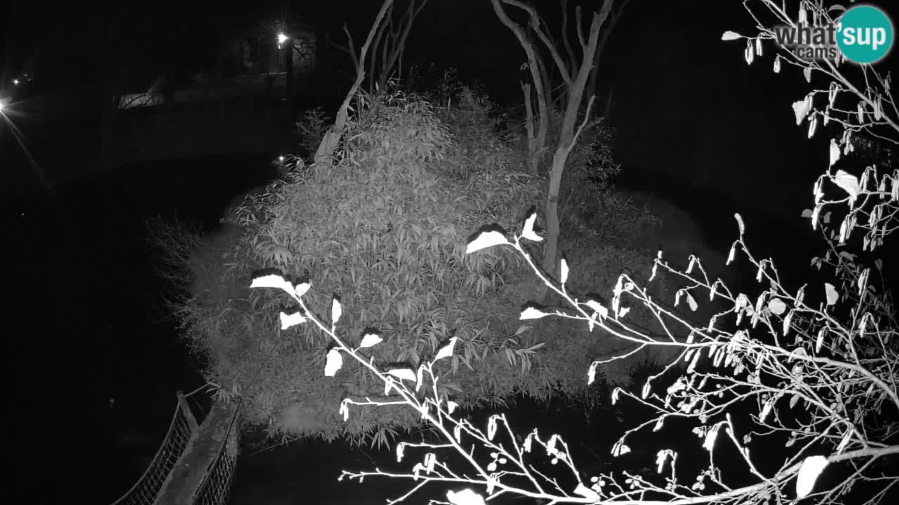 Südlicher Gelbwangen-Schopfgibbon Zoo Ljubljana webcam