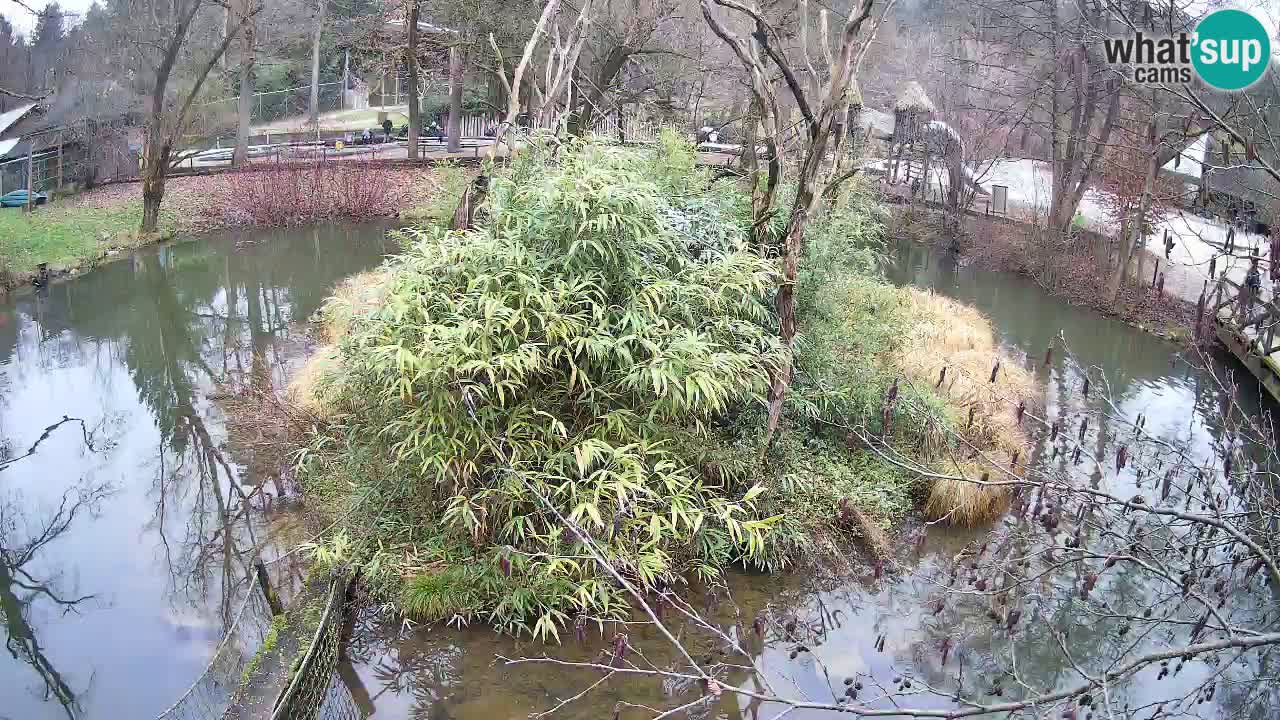 Yellow-cheeked gibbon Zoo Ljubljana livecam