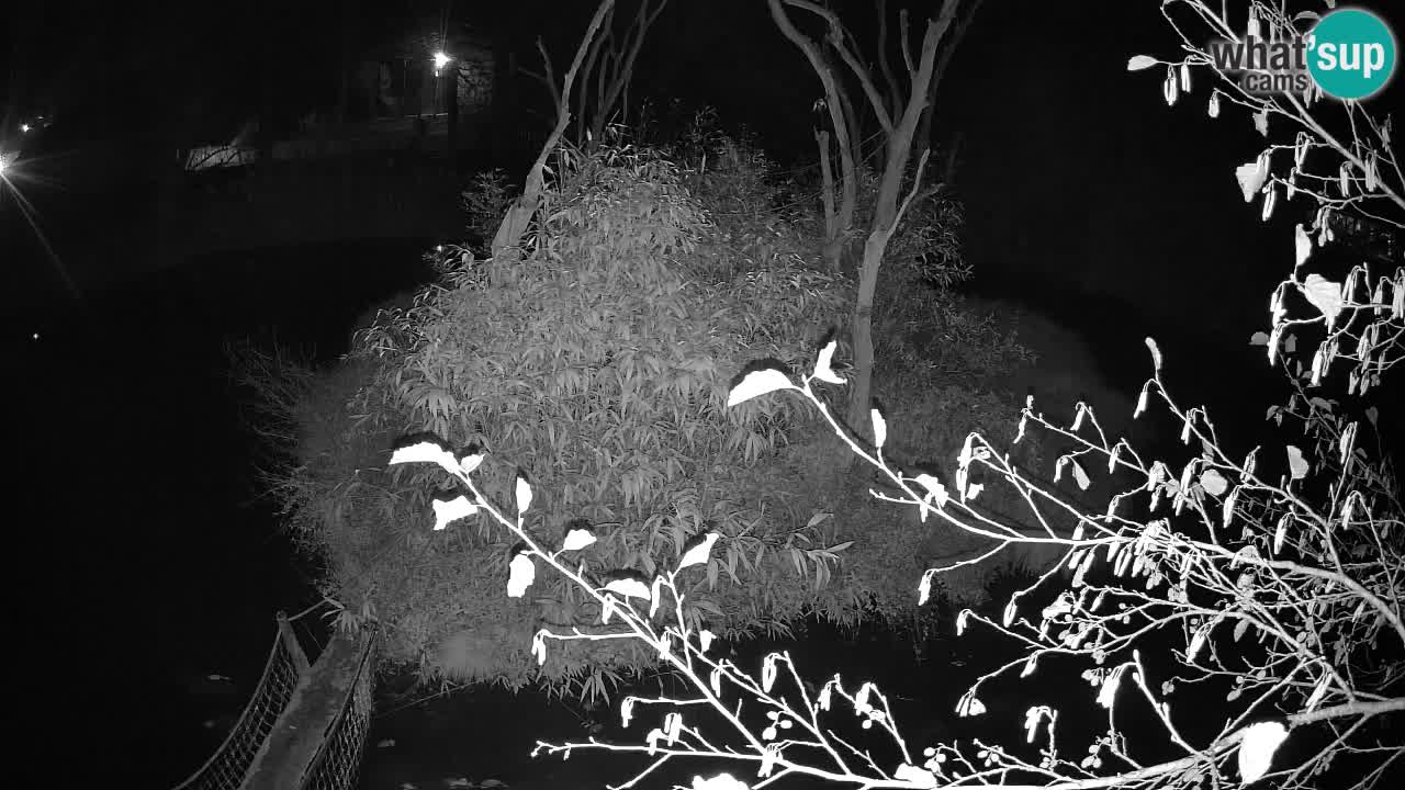 Gibon – Nomascus gabriellae – Zoo Ljubljana web kamera