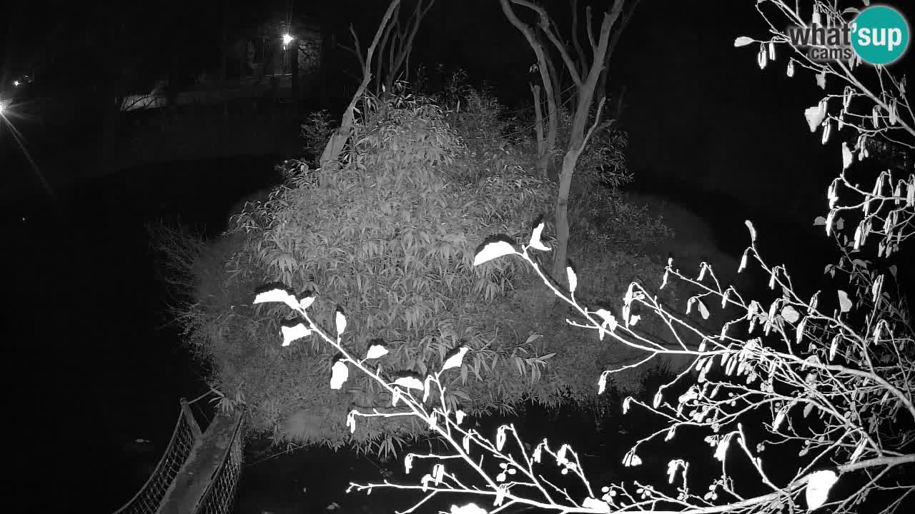 Südlicher Gelbwangen-Schopfgibbon Zoo Ljubljana webcam