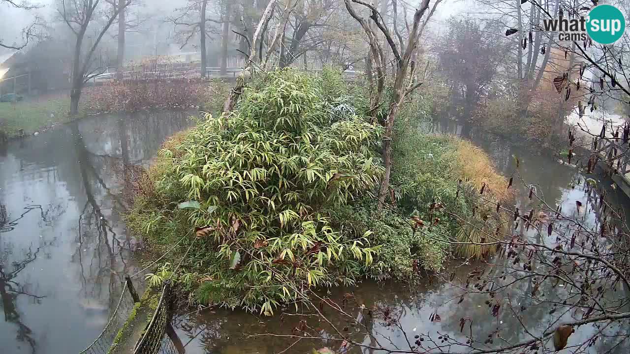 Gibbone dalle guance rosa nello ZOO di Ljubljana