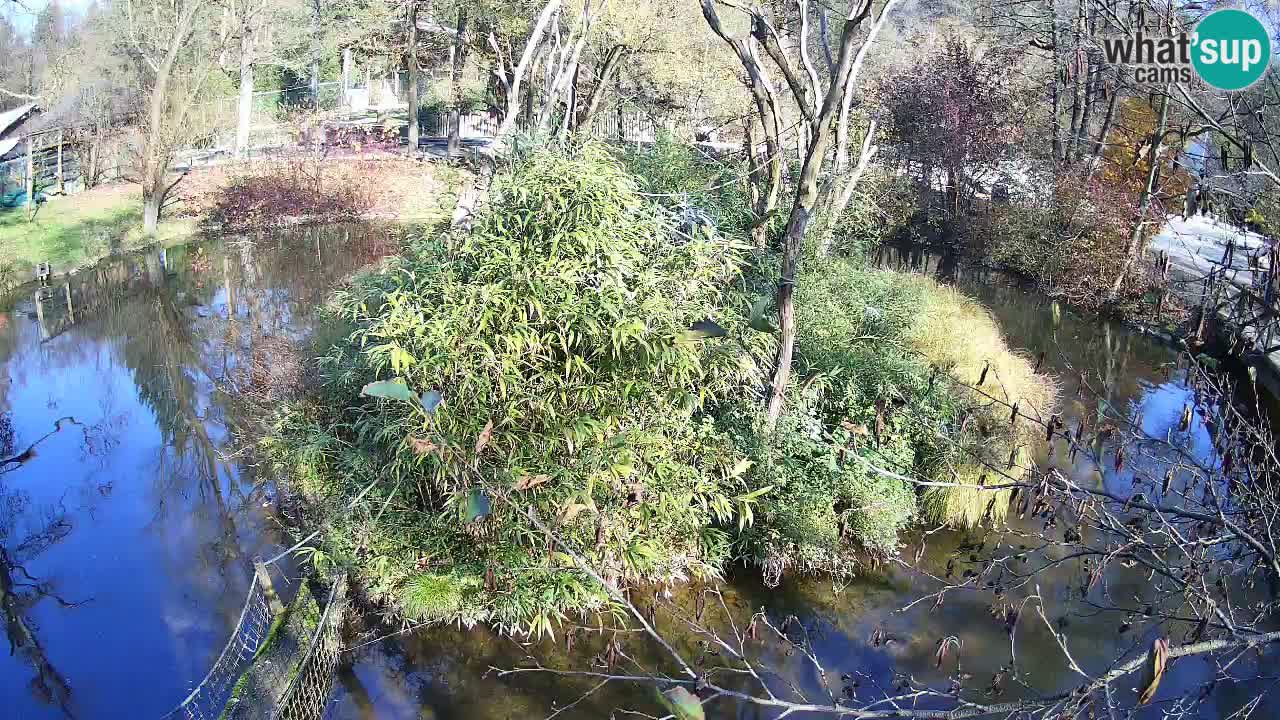 Gibbone dalle guance rosa nello ZOO di Ljubljana