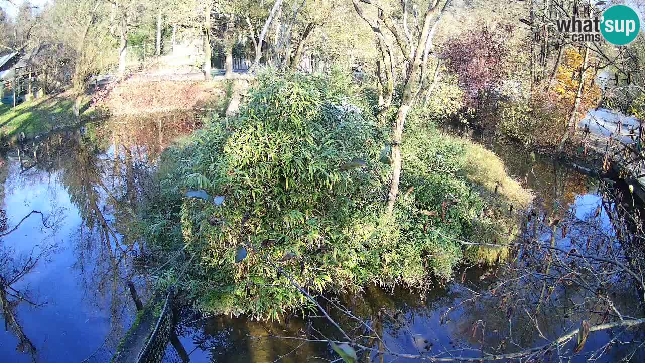 Yellow-cheeked gibbon Zoo Ljubljana livecam