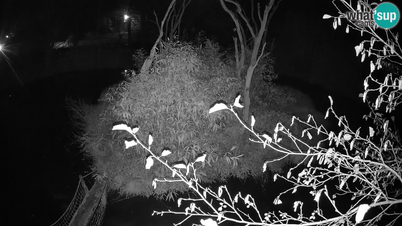 Yellow-cheeked gibbon Zoo Ljubljana livecam