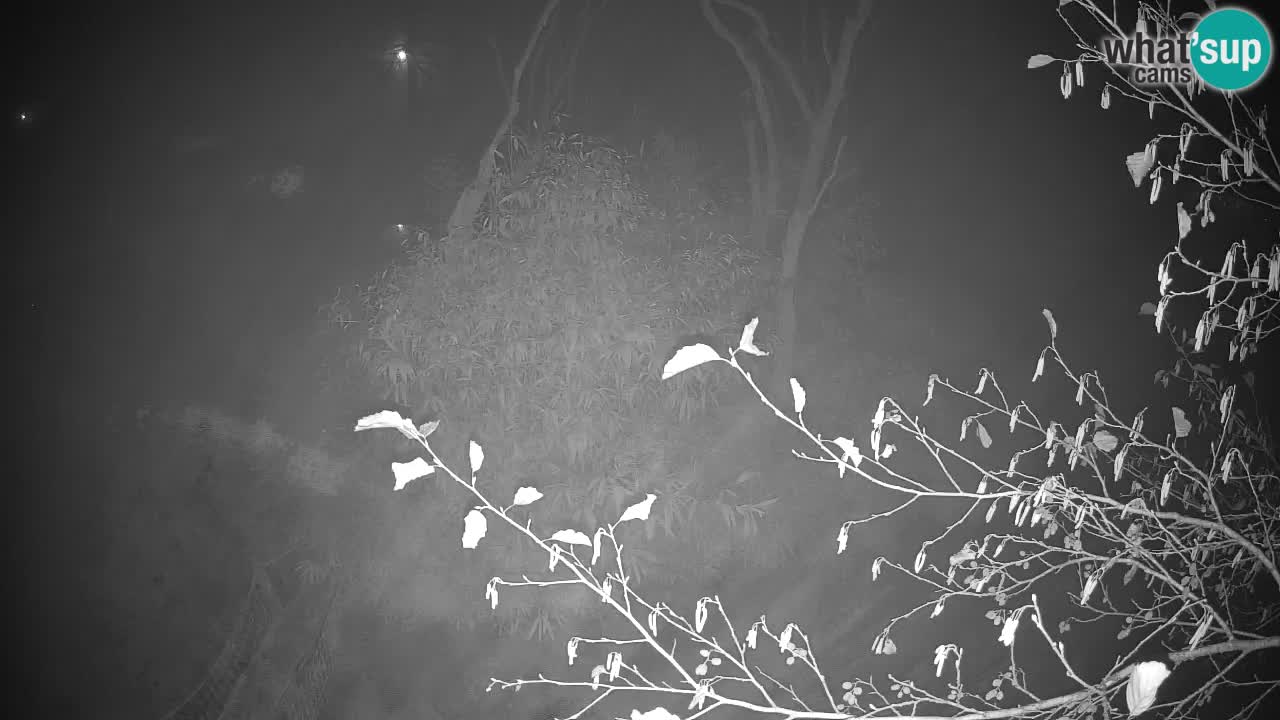 Gibbone dalle guance rosa nello ZOO di Ljubljana