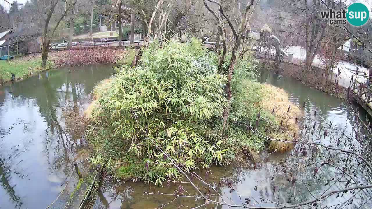 Gibbone dalle guance rosa nello ZOO di Ljubljana