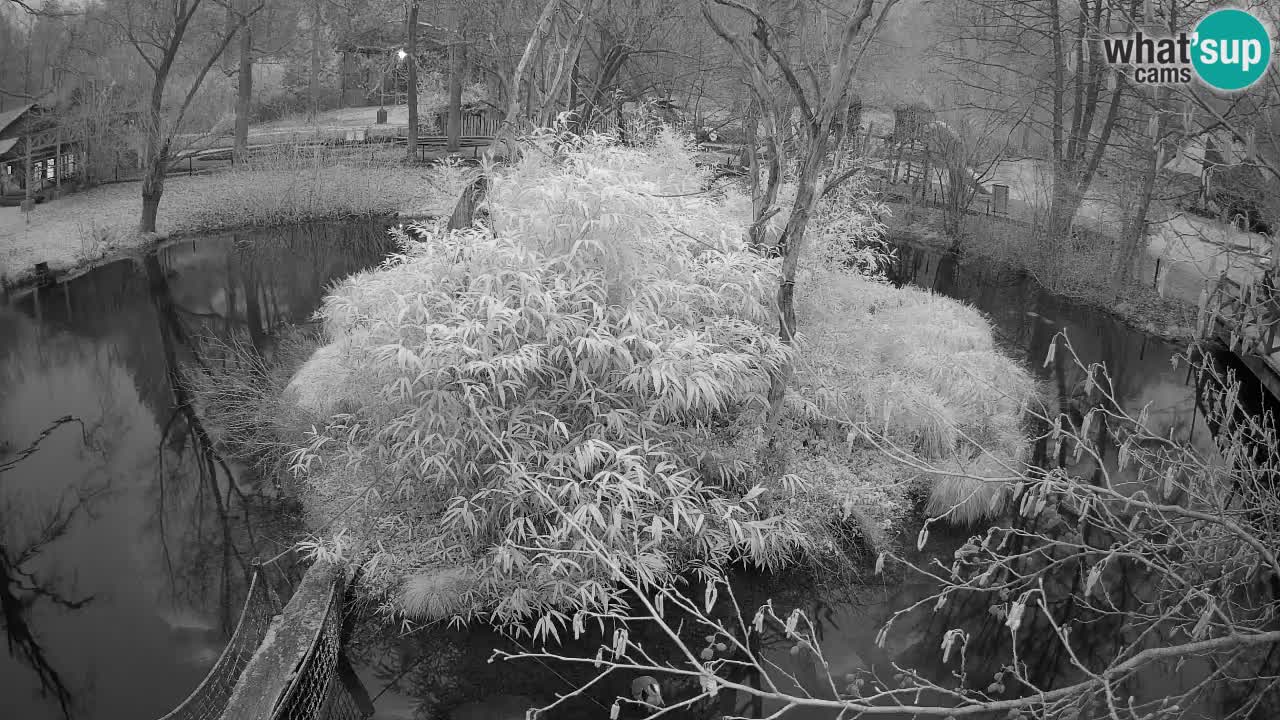 Zlatolični gibon živalski vrt Ljubljana