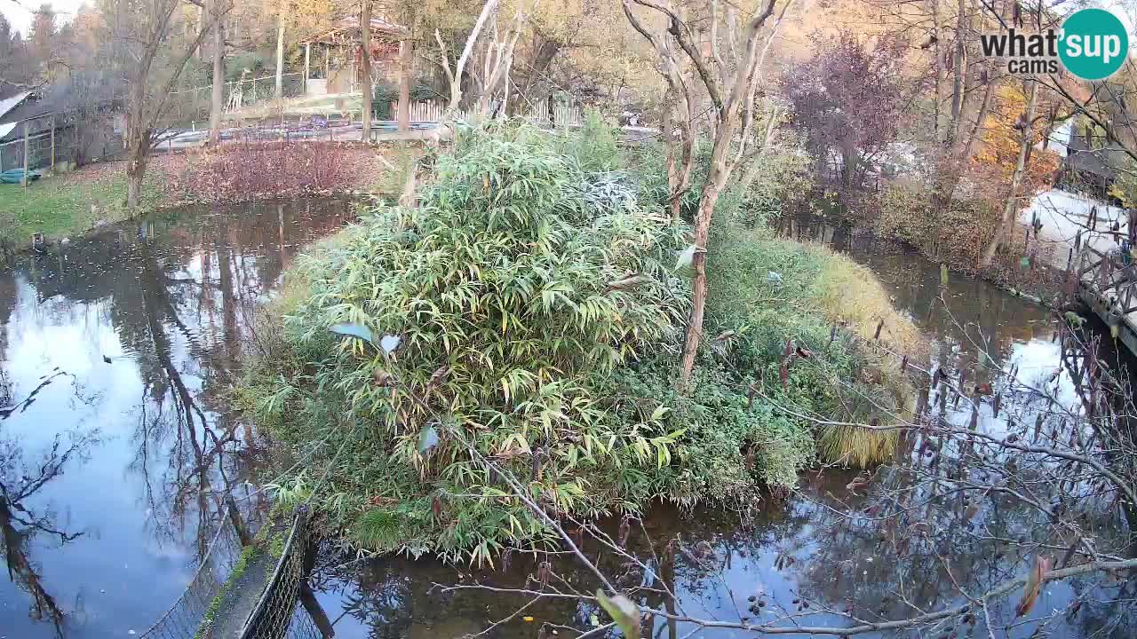 Gibon – Nomascus gabriellae – Zoo Ljubljana web kamera