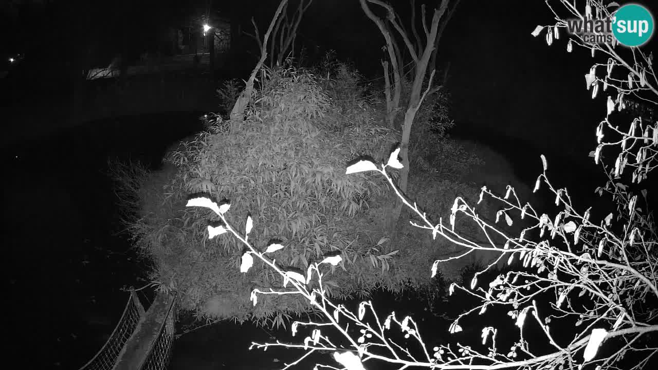 Gibbon à joues jaunes Zoo Ljubljana live cam