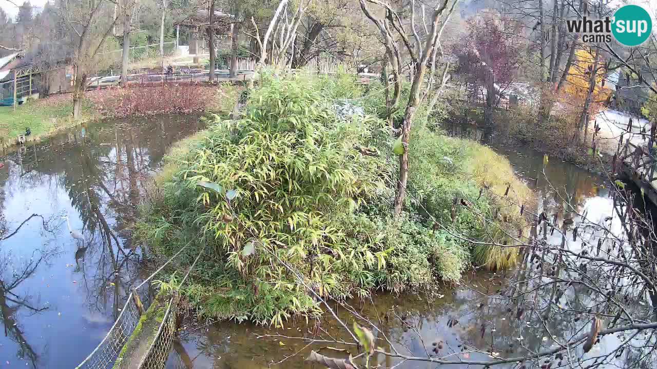 Gibon – Nomascus gabriellae – Zoo Ljubljana web kamera