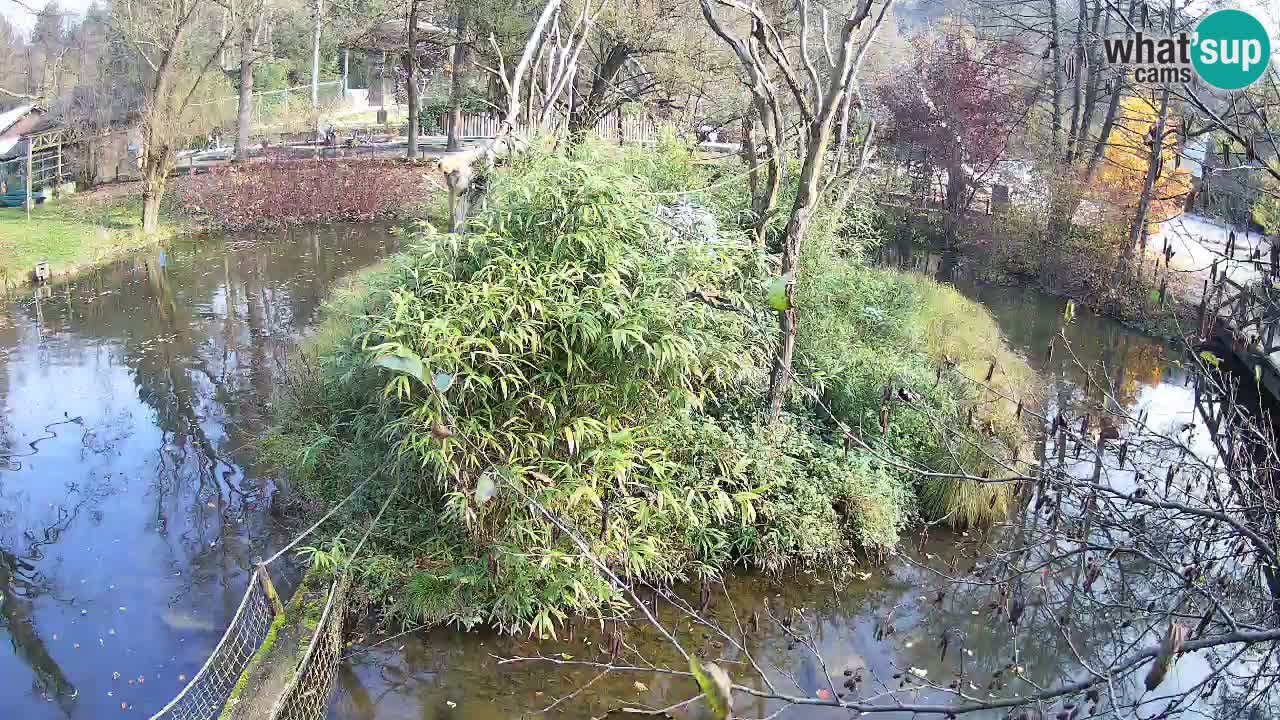 Gibon – Nomascus gabriellae – Zoo Ljubljana web kamera