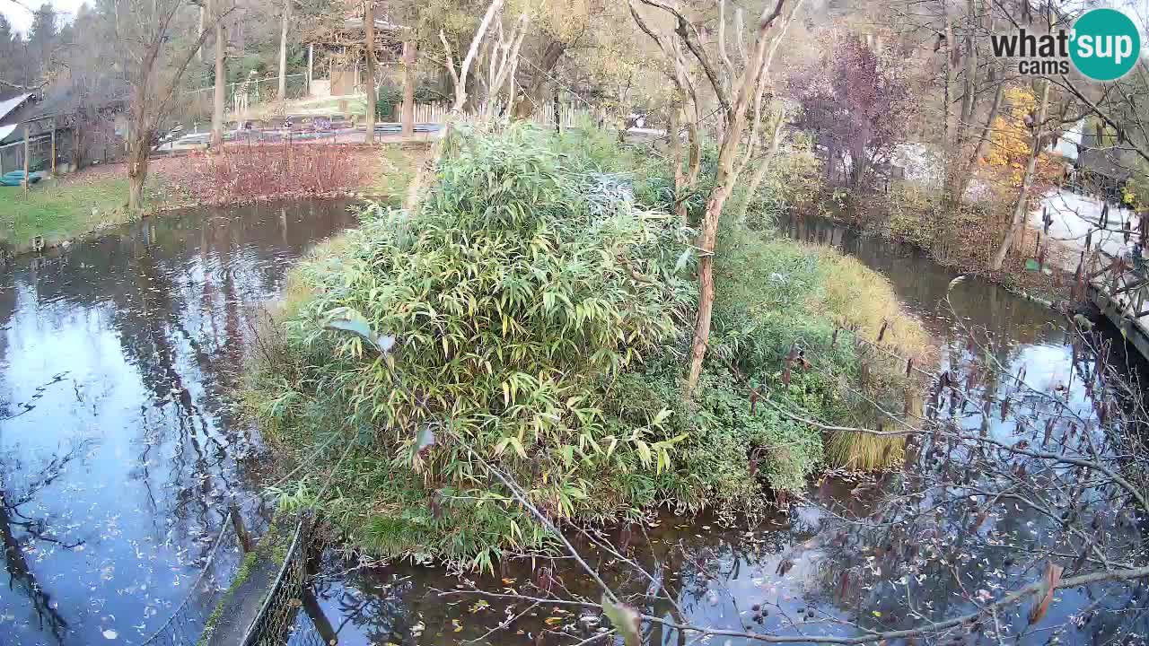 Gibón de mejillas beige Zoo Ljubljana