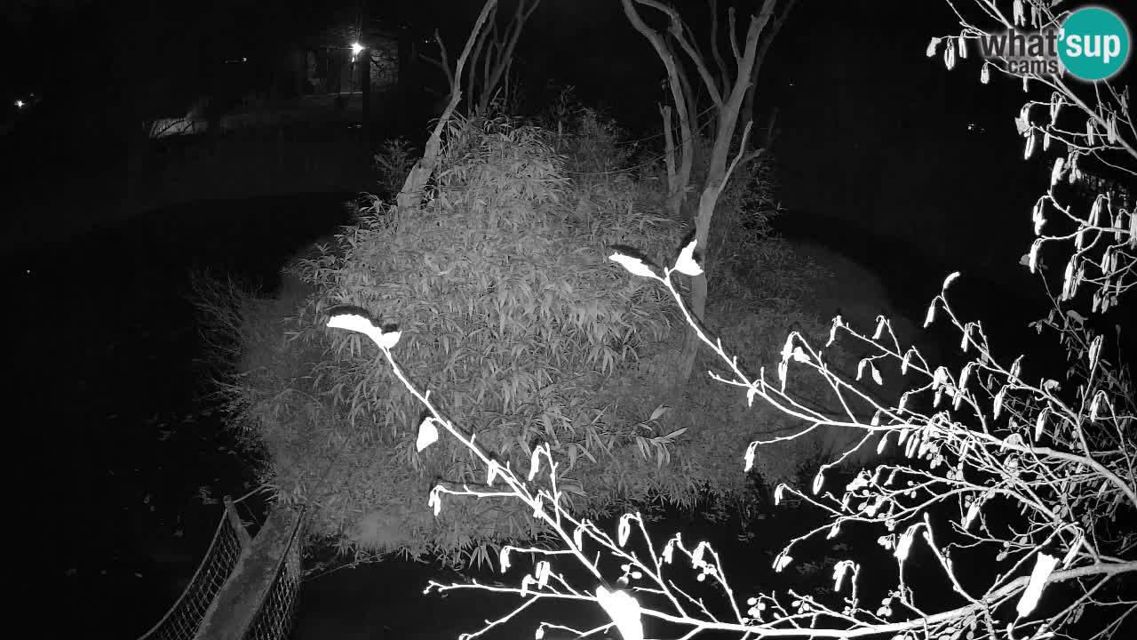 Südlicher Gelbwangen-Schopfgibbon Zoo Ljubljana webcam