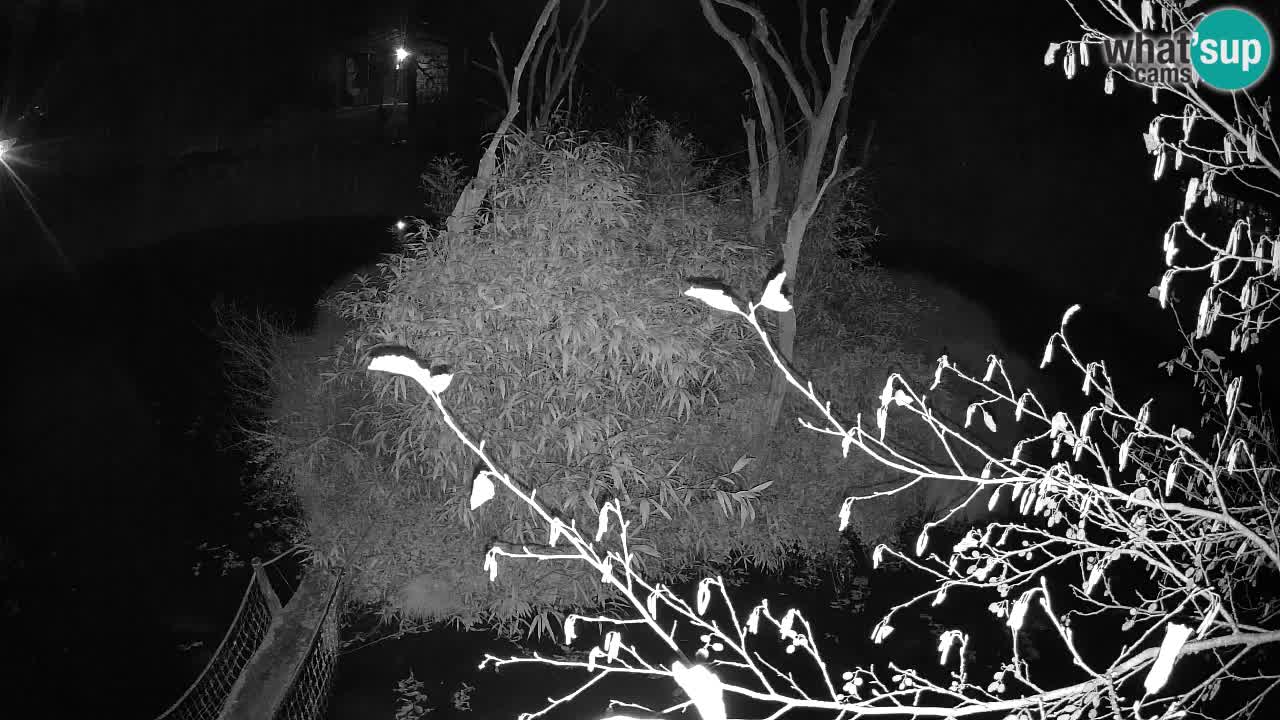 Gibbone dalle guance rosa nello ZOO di Ljubljana