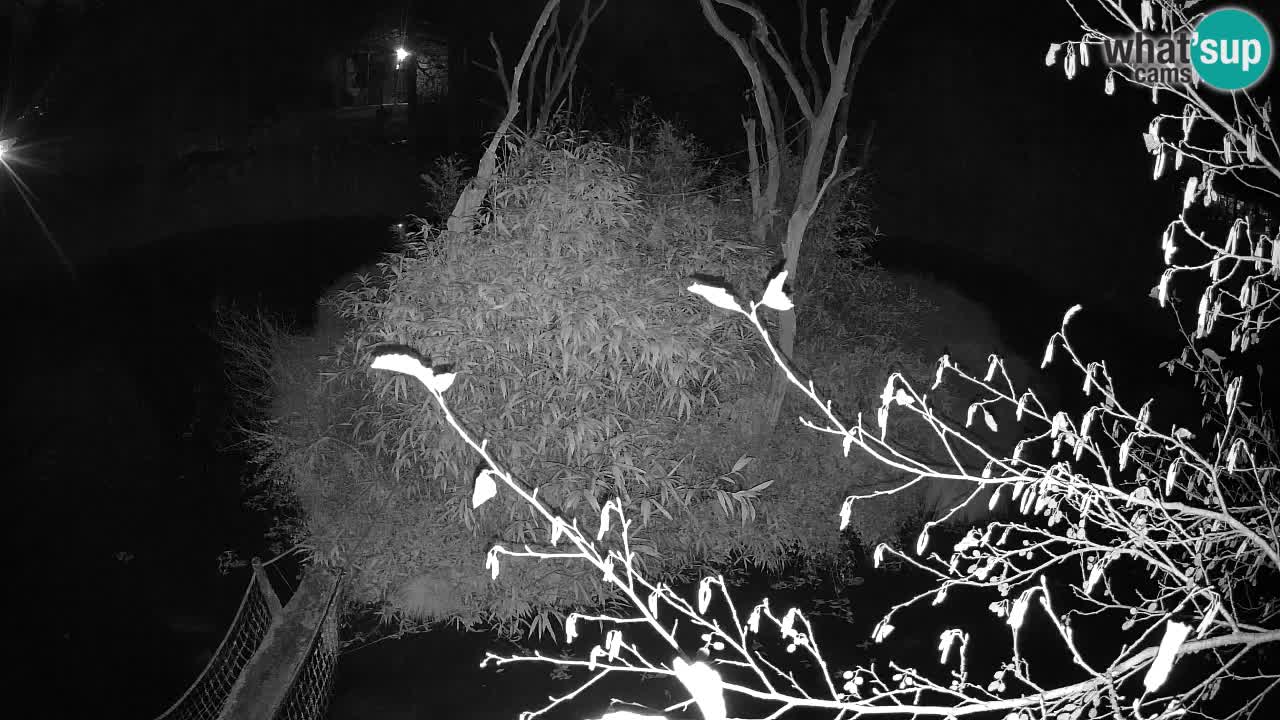 Gibbone dalle guance rosa nello ZOO di Ljubljana