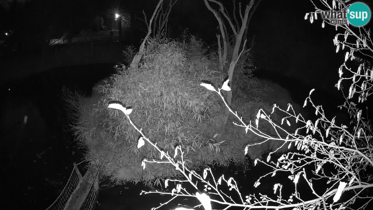 Yellow-cheeked gibbon Zoo Ljubljana livecam