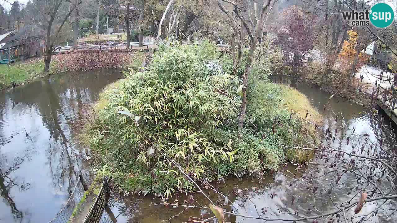 Südlicher Gelbwangen-Schopfgibbon Zoo Ljubljana webcam