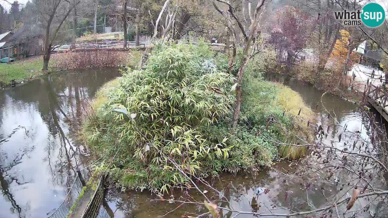 Yellow-cheeked gibbon Zoo Ljubljana livecam