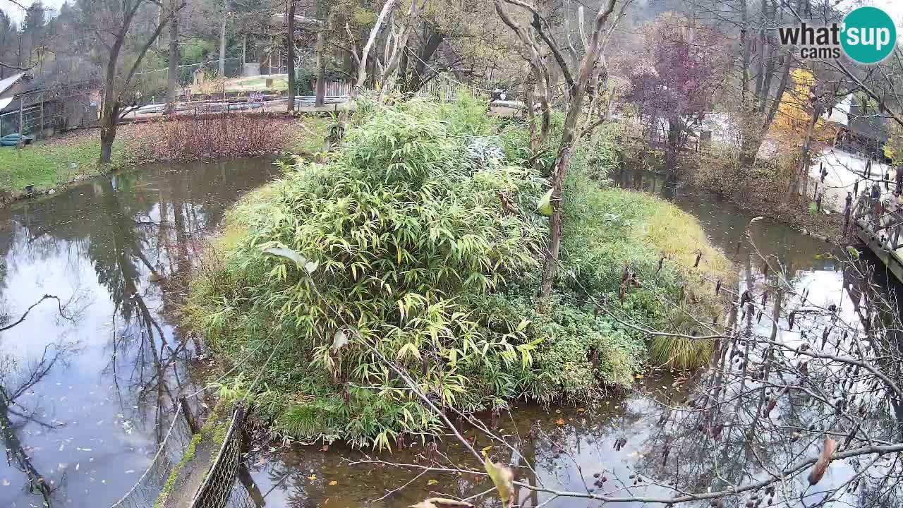 Gibón de mejillas beige Zoo Ljubljana
