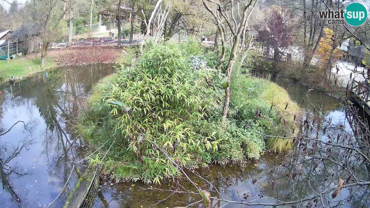 Gibon – Nomascus gabriellae – Zoo Ljubljana web kamera