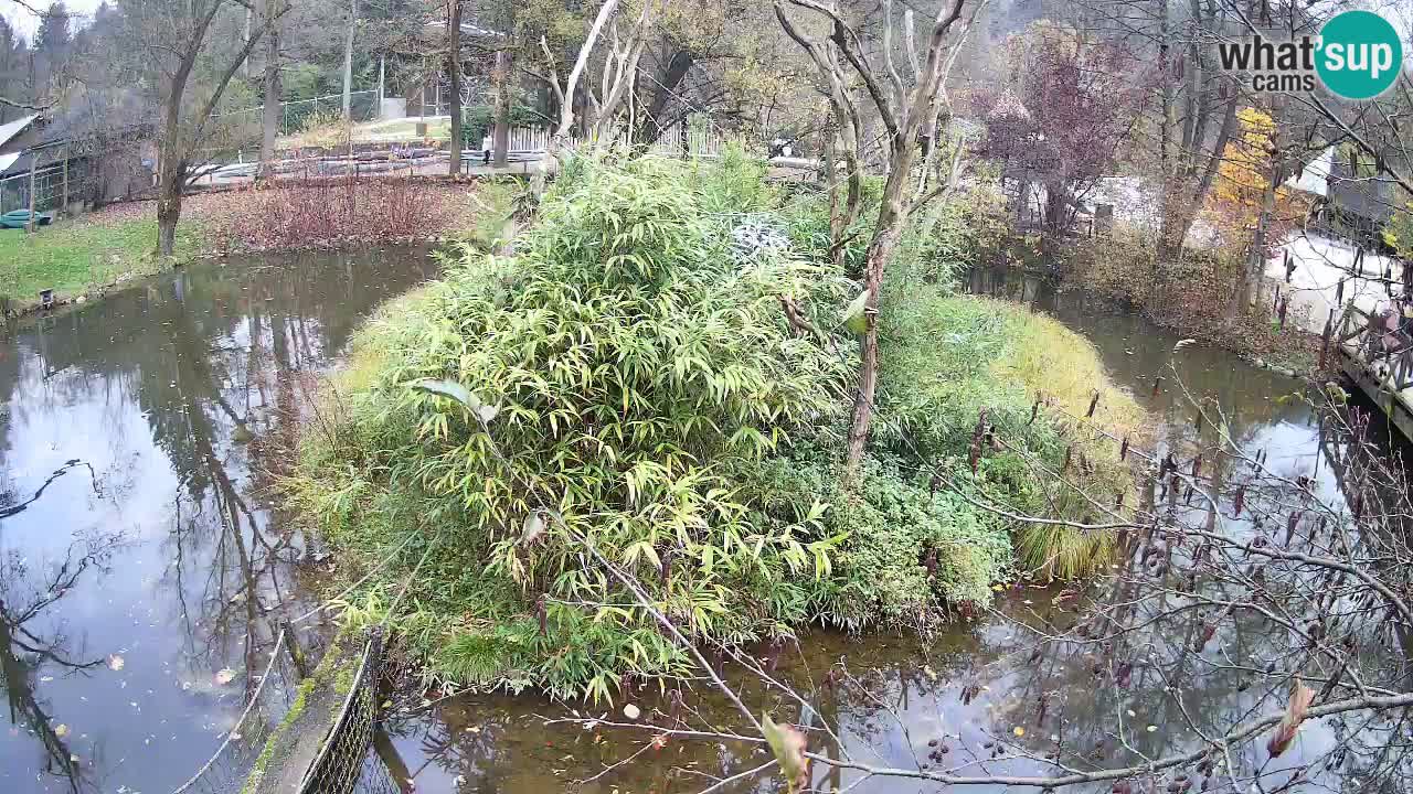 Gibon – Nomascus gabriellae – Zoo Ljubljana web kamera