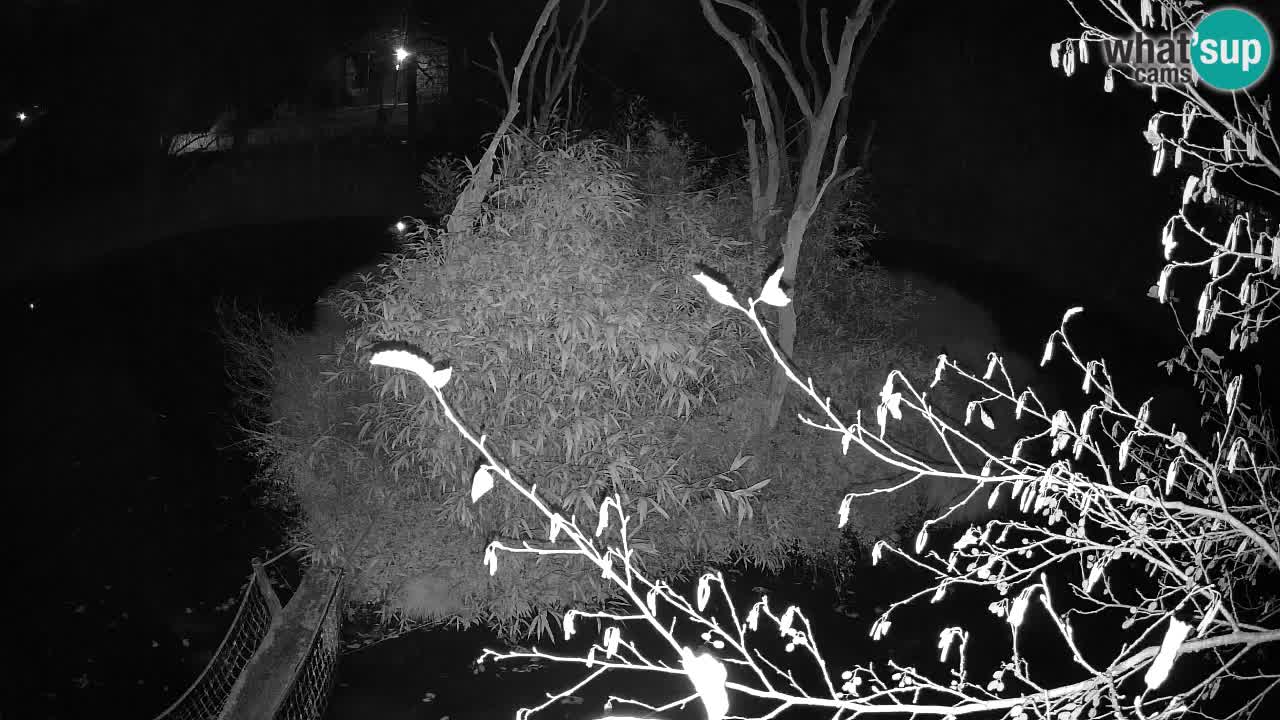 Yellow-cheeked gibbon Zoo Ljubljana livecam