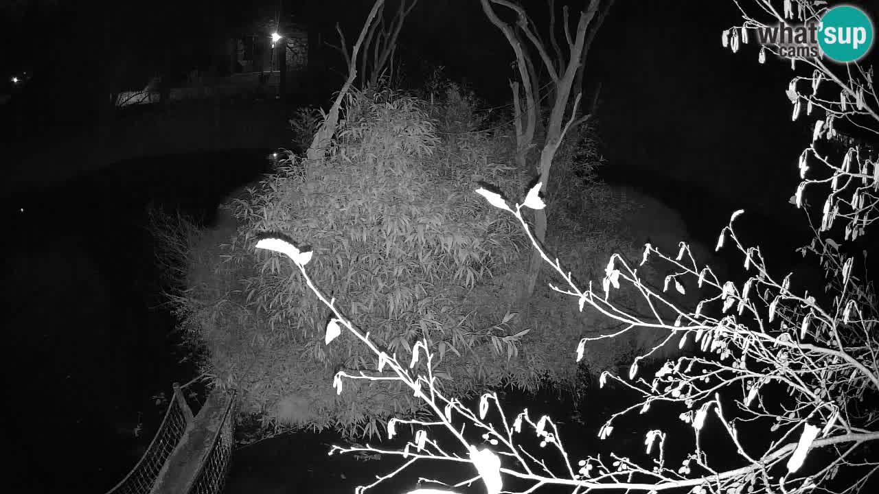 Südlicher Gelbwangen-Schopfgibbon Zoo Ljubljana webcam