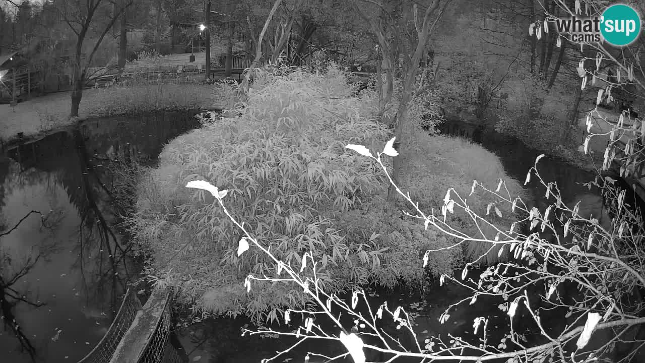 Südlicher Gelbwangen-Schopfgibbon Zoo Ljubljana webcam