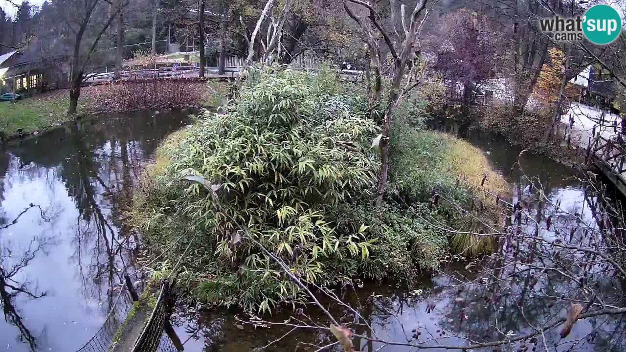 Yellow-cheeked gibbon Zoo Ljubljana livecam