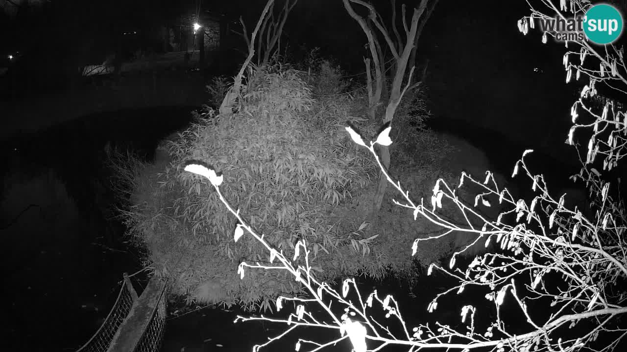 Yellow-cheeked gibbon Zoo Ljubljana livecam