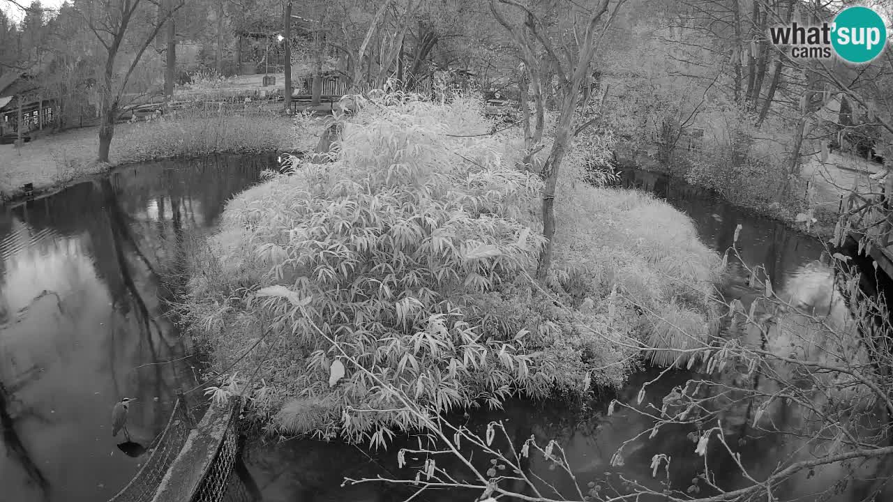 Südlicher Gelbwangen-Schopfgibbon Zoo Ljubljana webcam