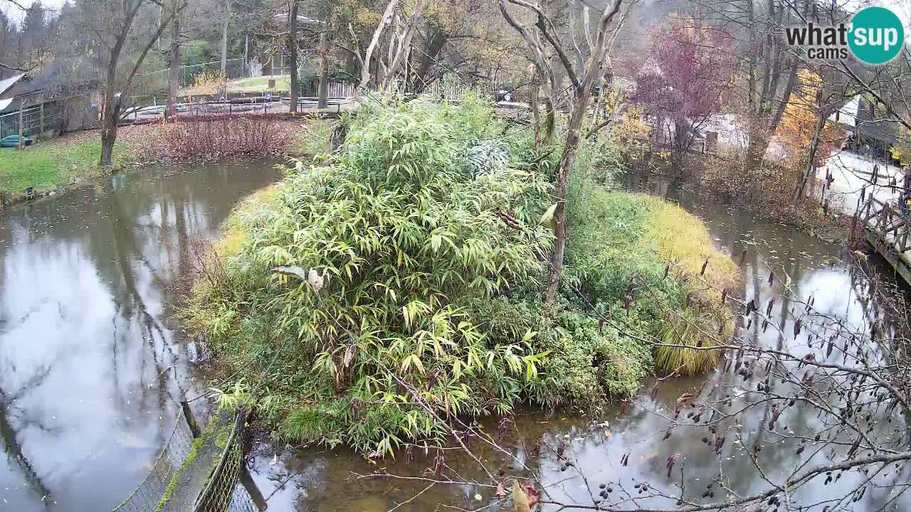 Gibbon à joues jaunes Zoo Ljubljana live cam