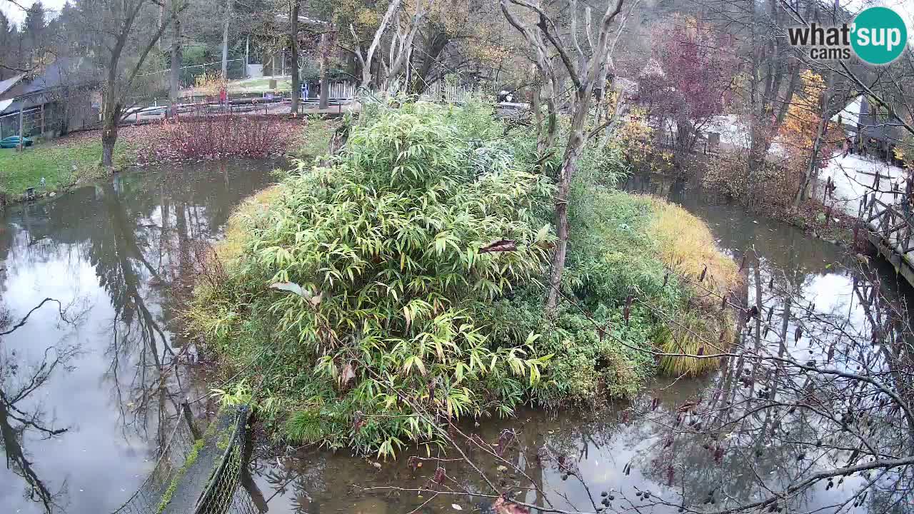 Gibbon à joues jaunes Zoo Ljubljana live cam