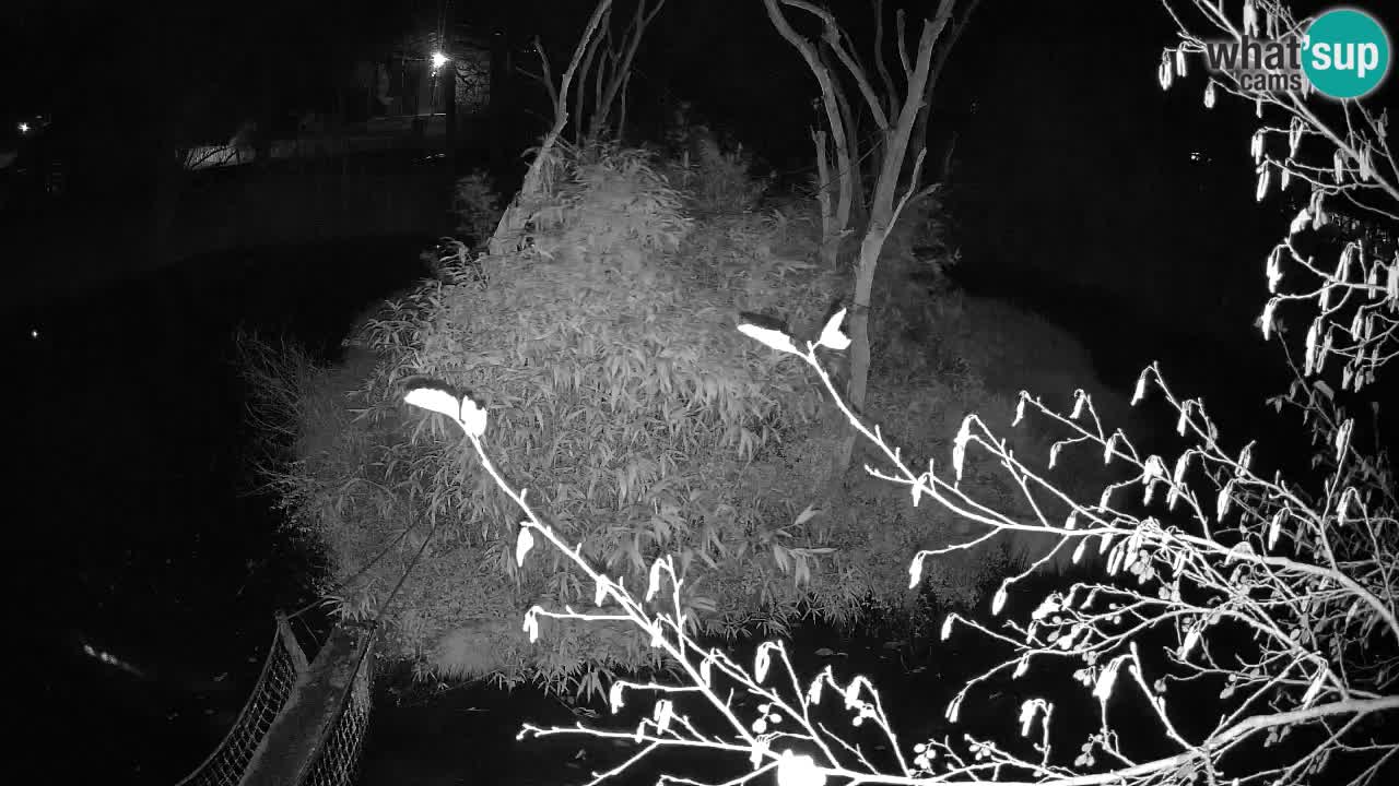 Gibbon à joues jaunes Zoo Ljubljana live cam