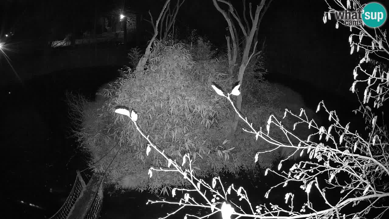 Yellow-cheeked gibbon Zoo Ljubljana livecam