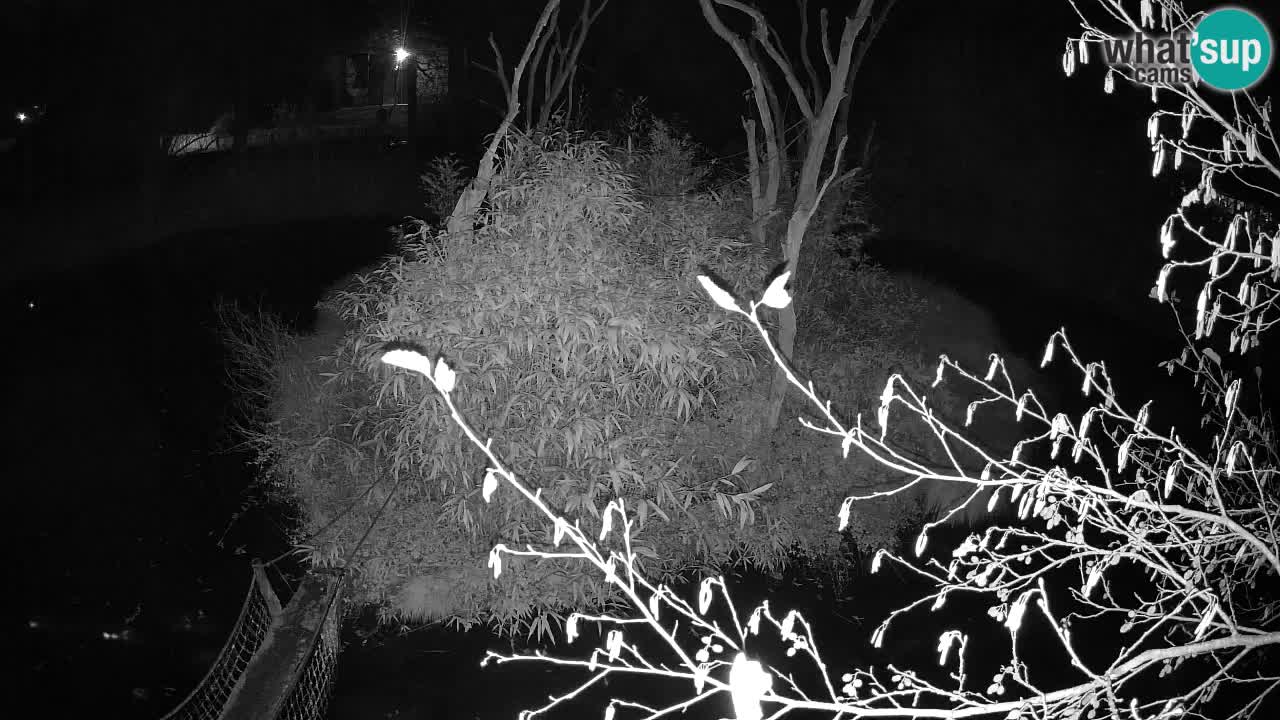 Gibon – Nomascus gabriellae – Zoo Ljubljana web kamera