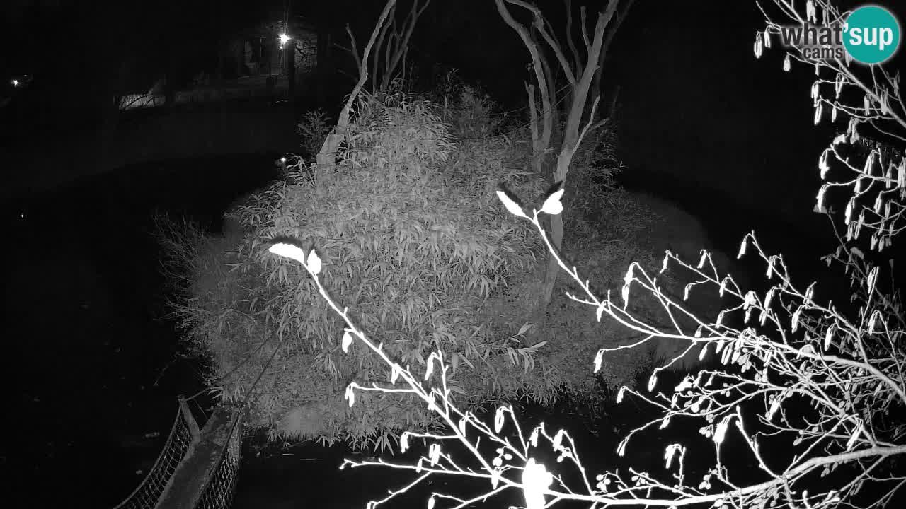 Gibon – Nomascus gabriellae – Zoo Ljubljana web kamera