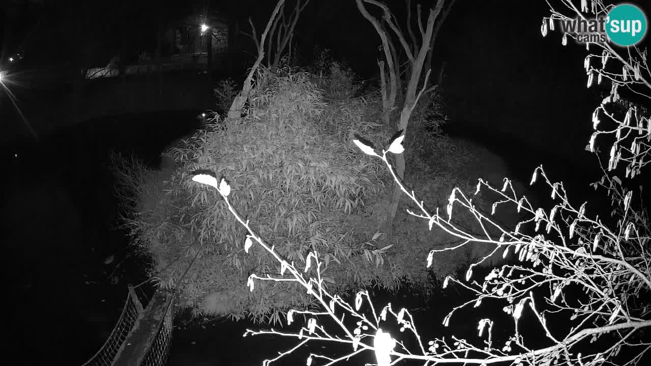 Südlicher Gelbwangen-Schopfgibbon Zoo Ljubljana webcam