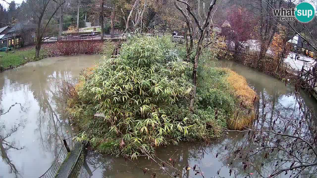 Gibbone dalle guance rosa nello ZOO di Ljubljana
