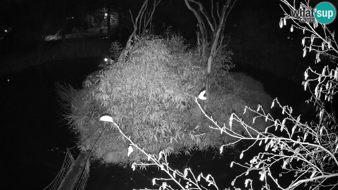 Gibbone dalle guance rosa nello ZOO di Ljubljana