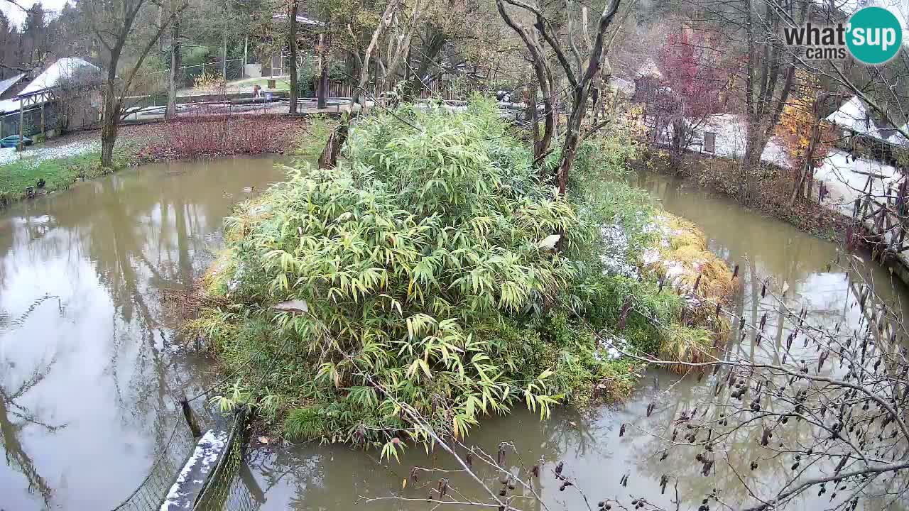 Gibón de mejillas beige Zoo Ljubljana