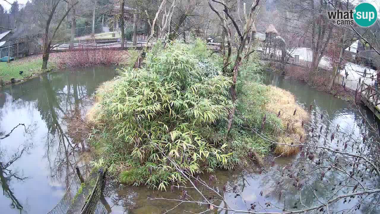 Gibon – Nomascus gabriellae – Zoo Ljubljana web kamera
