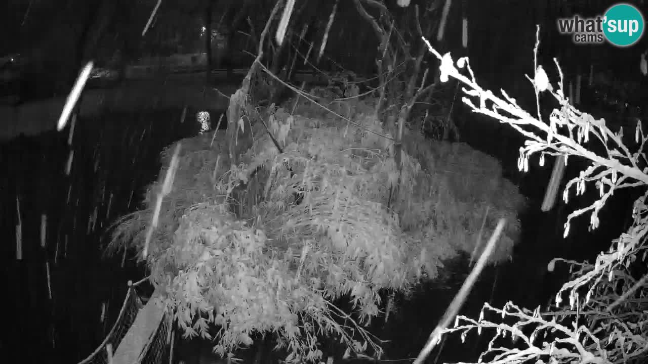 Yellow-cheeked gibbon Zoo Ljubljana livecam
