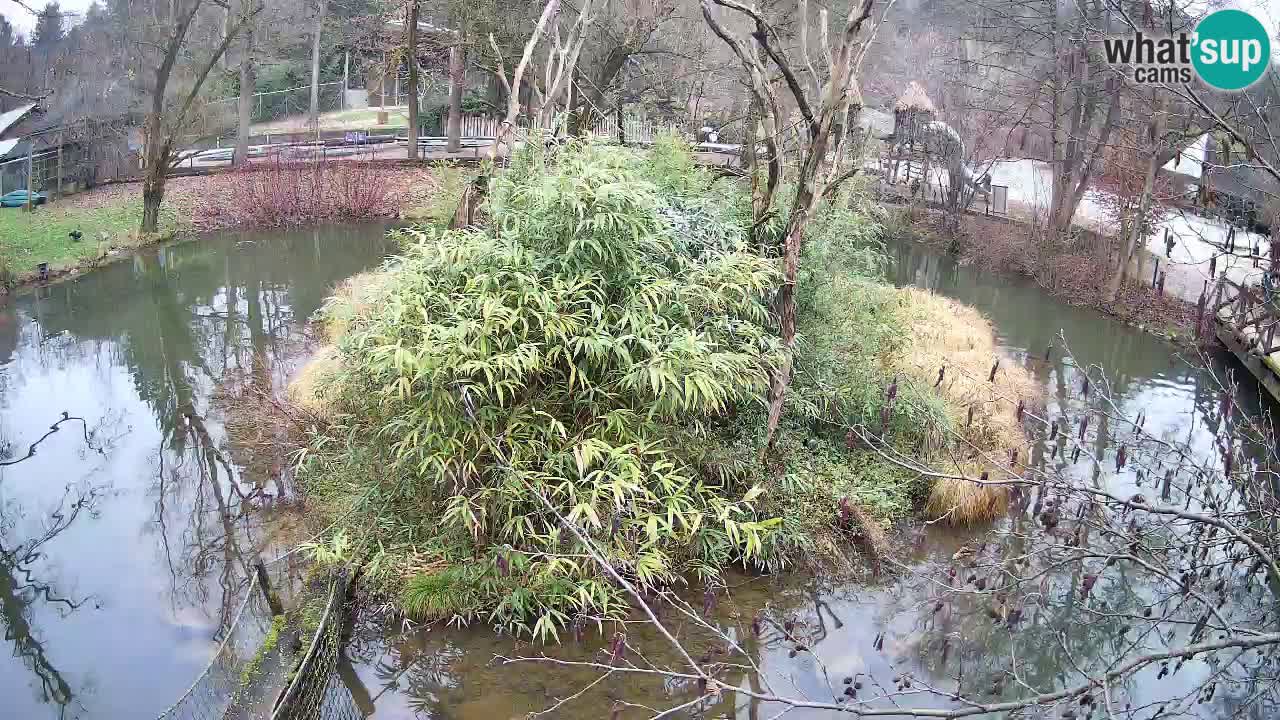 Gibon – Nomascus gabriellae – Zoo Ljubljana web kamera