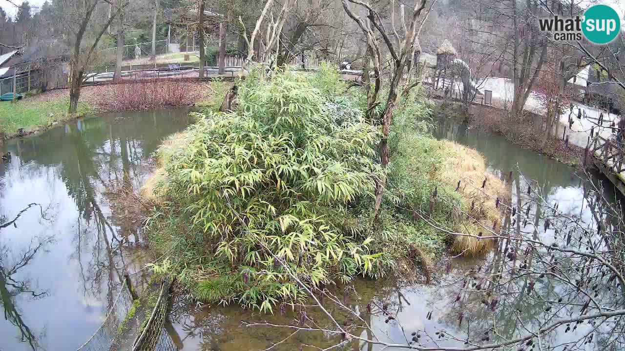 Gibbon à joues jaunes Zoo Ljubljana live cam