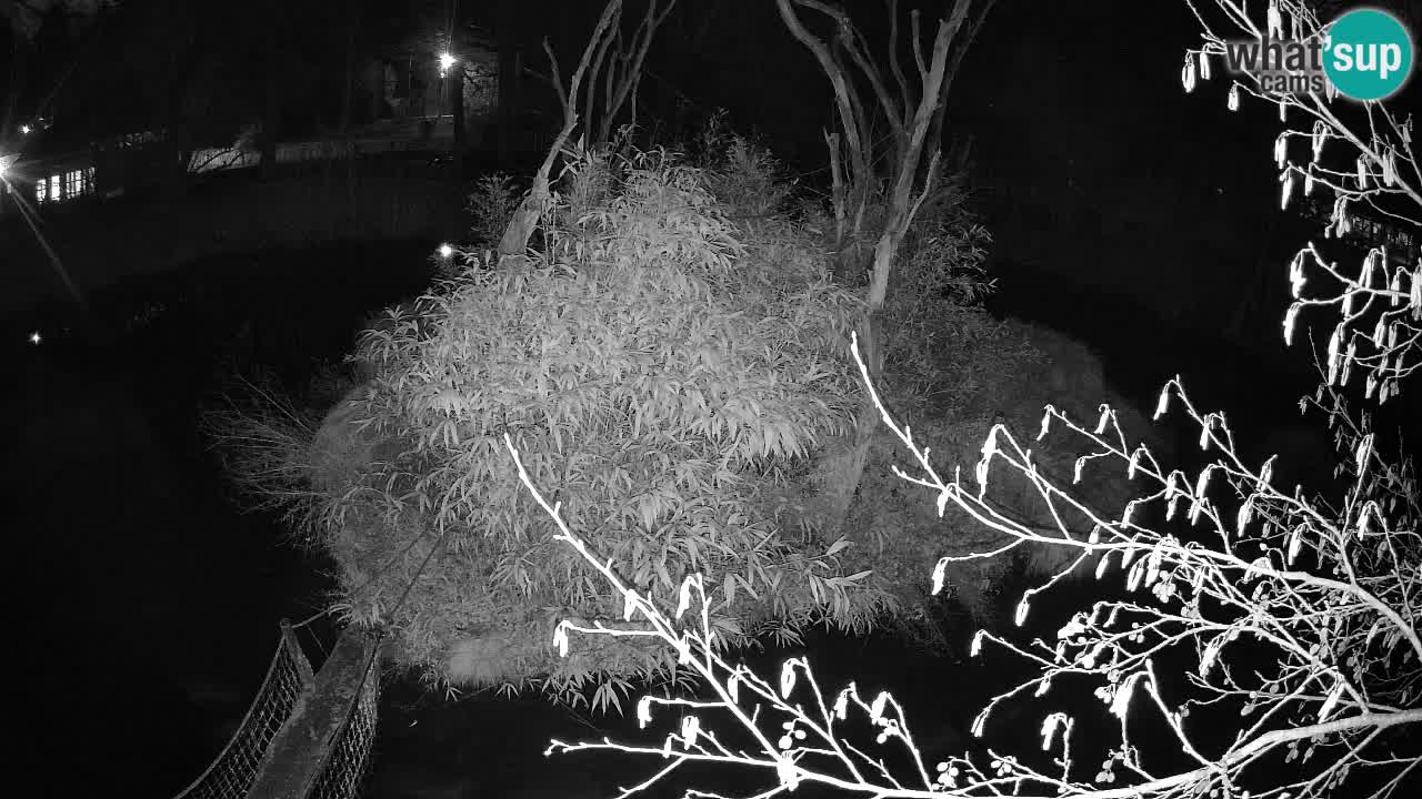 Yellow-cheeked gibbon Zoo Ljubljana livecam