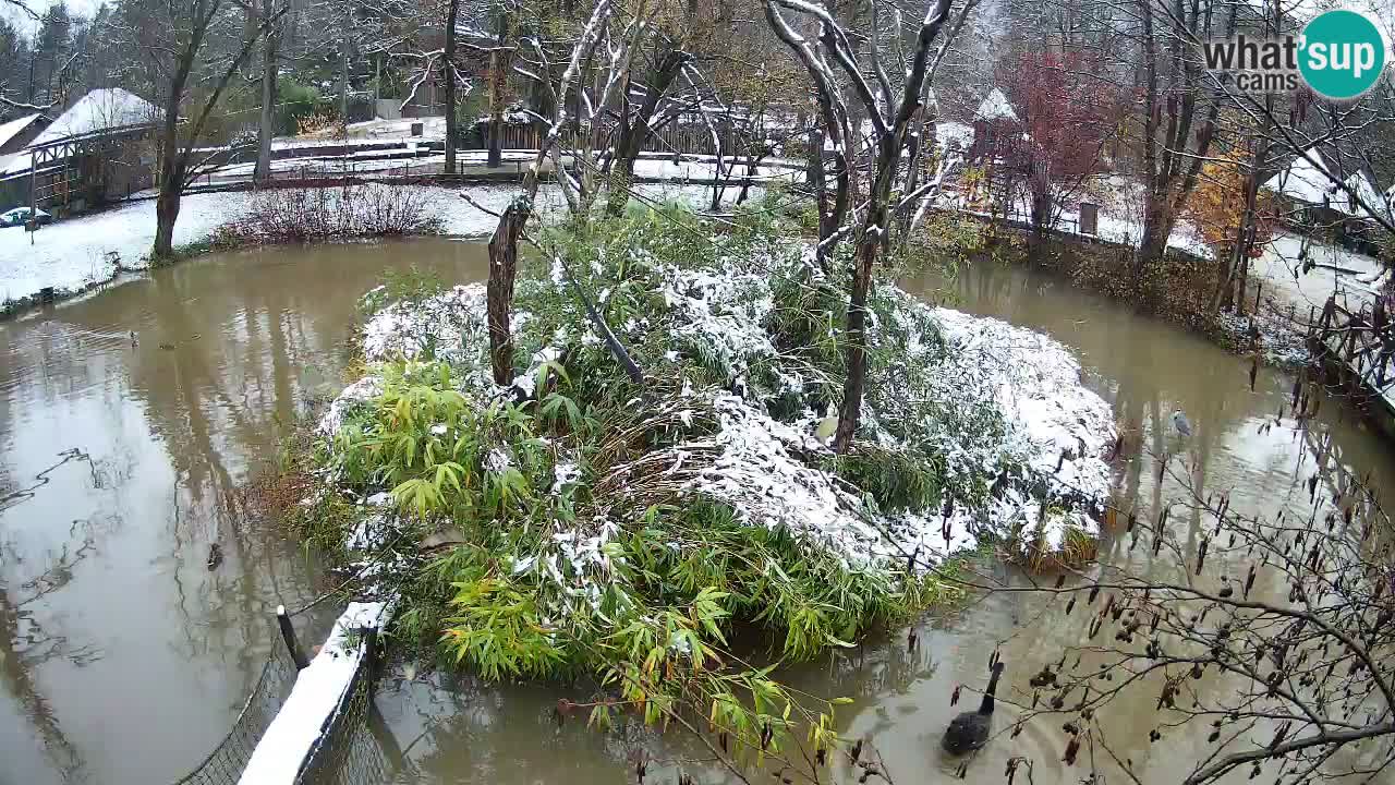 Yellow-cheeked gibbon Zoo Ljubljana livecam