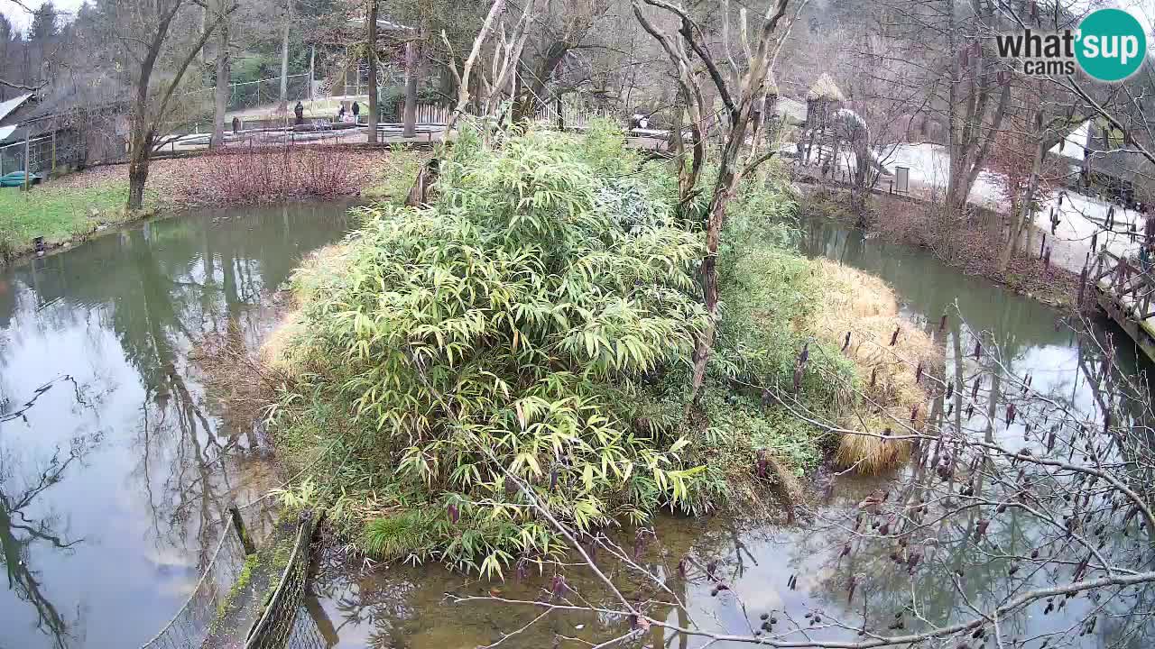 Gibbon à joues jaunes Zoo Ljubljana live cam