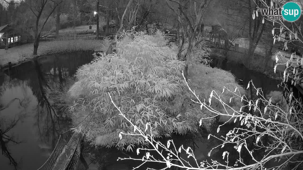 Gibón de mejillas beige Zoo Ljubljana